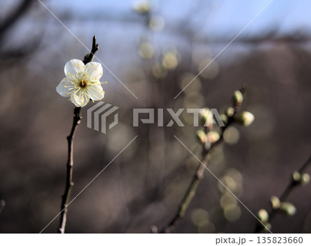 晴れた1月に美しく咲いた白い梅の花「月影（ツキカゲ）」 135823660