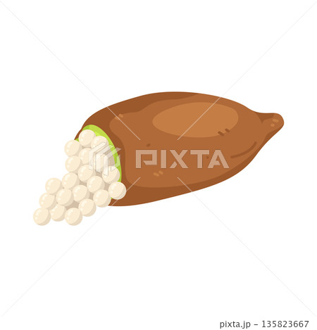 Illustration of Australian Finger Lime Illustration of Australian Finger Lime 135823667