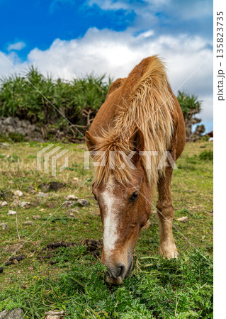 与那国馬 135823735