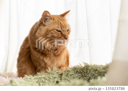窓辺でくつろぐ可愛い猫 茶トラ猫 窓辺でくつろぐ可愛い猫 茶トラ猫 135823786