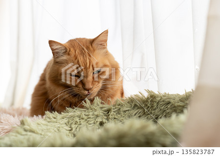 窓辺でくつろぐ可愛い猫　茶トラ猫 135823787