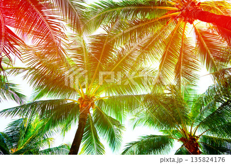 Palm tree on bright sunset sky background. Palm trees in tropical location in bright daylight Palm tree on bright sunset sky background. Palm trees in tropical location in bright daylight 135824176