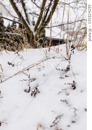 Snow lies on grass and small plants in a winter scene. Surrounding trees are bare, creating a simple view of winter in a rural area 135824295
