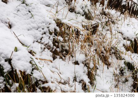Snow rests on patches of grass and soil, showing the transition of seasons in the landscape. This scene captures the contrast of white snow against brown and green plants 135824300
