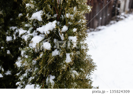 Evergreen trees stand tall in a garden during winter. Snow rests on their branches and the ground is blanketed with white. A wooden fence is visible in the background Evergreen trees stand tall in a garden during winter. Snow rests on their branches and the ground is blanketed with white. A wooden fence is visible in the background 135824309