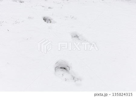 Footprints are visible in a blanket of snow on the ground. The scene looks cold and quiet. The footprints suggest someone has walked through this area recently 135824315