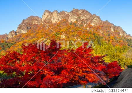 群馬県富岡市妙義町岳 妙義山パノラマパークのモミジ並木と紅葉した日本三大奇勝の妙義山 群馬県富岡市妙義町岳 妙義山パノラマパークのモミジ並木と紅葉した日本三大奇勝の妙義山 135824474