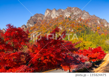 群馬県富岡市妙義町岳 妙義山パノラマパークのモミジ並木と紅葉した日本三大奇勝の妙義山 群馬県富岡市妙義町岳 妙義山パノラマパークのモミジ並木と紅葉した日本三大奇勝の妙義山 135824475