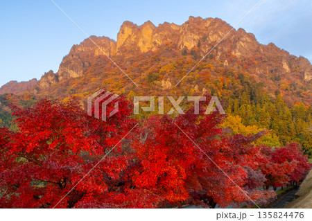 群馬県富岡市妙義町岳 妙義山パノラマパークのモミジ並木と紅葉した日本三大奇勝の妙義山 群馬県富岡市妙義町岳 妙義山パノラマパークのモミジ並木と紅葉した日本三大奇勝の妙義山 135824476