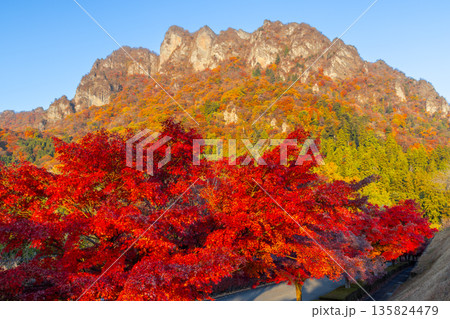 群馬県富岡市妙義町岳 妙義山パノラマパークのモミジ並木と紅葉した日本三大奇勝の妙義山 群馬県富岡市妙義町岳 妙義山パノラマパークのモミジ並木と紅葉した日本三大奇勝の妙義山 135824479