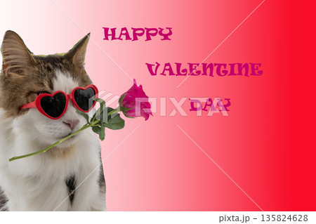 happy valentine day message card with cat and pink rose happy valentine day message card with cat and pink rose 135824628