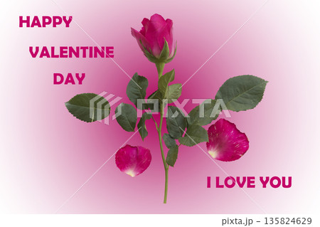 happy valentine, i love you  message card handwriting with pink rose flowers 135824629