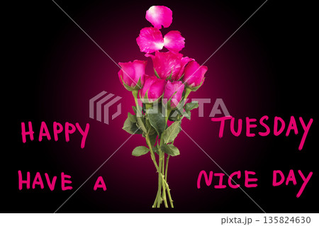 happy tuesday have a nice day  message card handwriting with pink rose flowers  135824630
