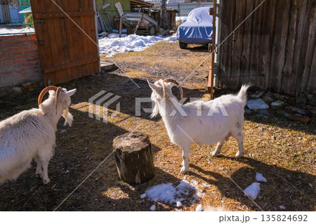 White domestic female goats on farmyard in spring. Rural animal portrait for agriculture and livestock. Organic farm. White domestic female goats on farmyard in spring. Rural animal portrait for agriculture and livestock. Organic farm. 135824692