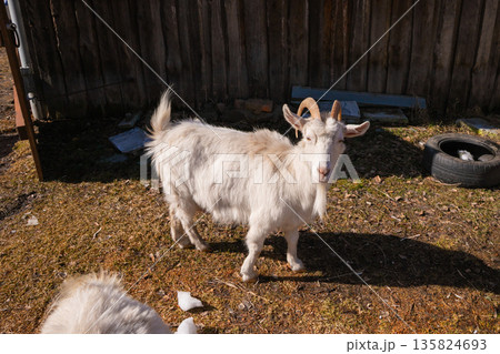 White domestic female goat on farmyard in spring. Rural animal portrait for agriculture and livestock. Organic farm. White domestic female goat on farmyard in spring. Rural animal portrait for agriculture and livestock. Organic farm. 135824693
