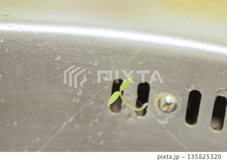 A plant growing from a sink overflow hole is likely a seedling that germinated from a trapped, decaying seed or sprout (tomato, bean) thriving in the moist, organic-rich environment. 135825320