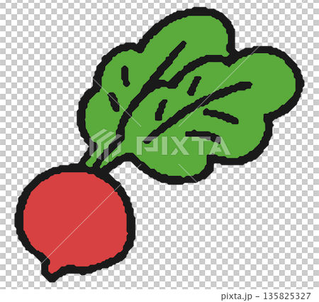 赤カブ/ラディッシュの手描きイラスト 135825327