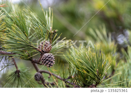Pine Tree Branches with Cones Close-Up 135825361