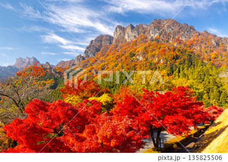 群馬県富岡市妙義町岳　妙義山パノラマパークのモミジ並木と紅葉した日本三大奇勝の妙義山 135825506