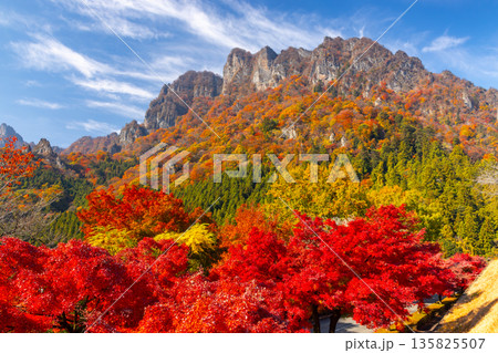 群馬県富岡市妙義町岳　妙義山パノラマパークのモミジ並木と紅葉した日本三大奇勝の妙義山 135825507