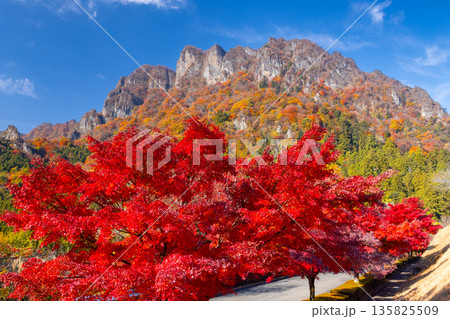 群馬県富岡市妙義町岳　妙義山パノラマパークのモミジ並木と紅葉した日本三大奇勝の妙義山 135825509