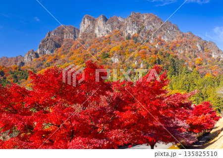 群馬県富岡市妙義町岳　妙義山パノラマパークのモミジ並木と紅葉した日本三大奇勝の妙義山 135825510