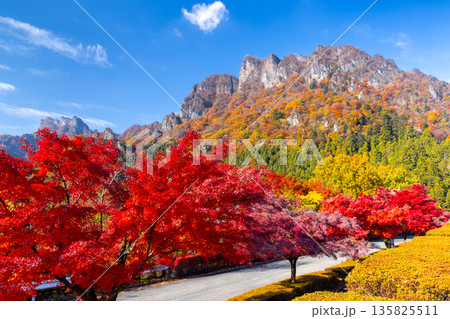 群馬県富岡市妙義町岳 妙義山パノラマパークのモミジ並木と紅葉した日本三大奇勝の妙義山 群馬県富岡市妙義町岳 妙義山パノラマパークのモミジ並木と紅葉した日本三大奇勝の妙義山 135825511