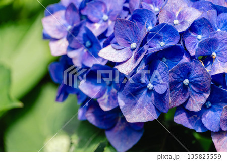 白い紫陽花 白い紫陽花 135825559