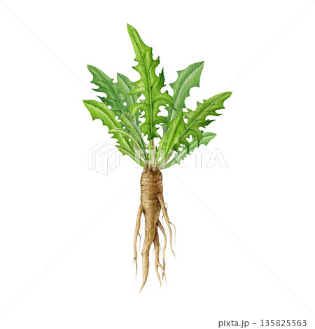 Dandelion herb fresh root with leaves watercolor illustration. Hand drawn medicinal herb part vintage style botanical image element. Dandelion plant root isolated on white background 135825563