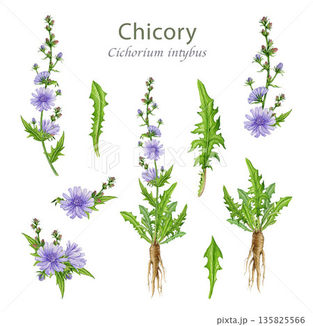 Chicory plant, flowers, leaves and roots watercolor illustration set. Hand drawn Cichorium intybus medicinal wildflower vintage style botanical element collection isolated on white background Chicory plant, flowers, leaves and roots watercolor illustration set. Hand drawn Cichorium intybus medicinal wildflower vintage style botanical element collection isolated on white background 135825566