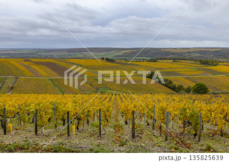 Autumnal vineyards in Fleys, Chablis region, Bourgogne Franche Comte Autumnal vineyards in Fleys, Chablis region, Bourgogne Franche Comte 135825639