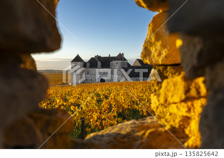 Chateau du Clos de Vougeot framed by autumn vineyard wall Chateau du Clos de Vougeot framed by autumn vineyard wall 135825642