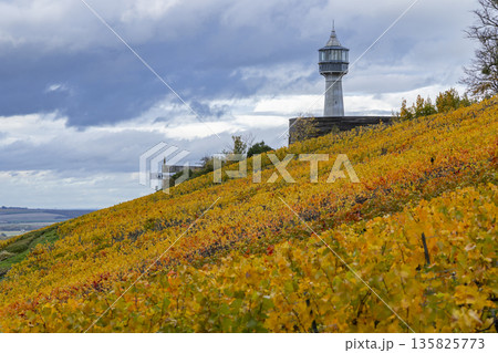 Verzenay lighthouse standing above vibrant autumn vineyard Verzenay lighthouse standing above vibrant autumn vineyard 135825773
