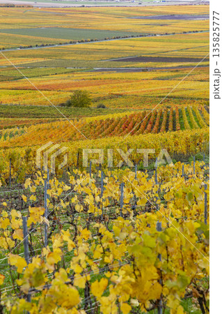 Autumn grapevines covering Champagne vineyards in Verzenay, France 135825777