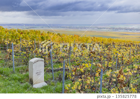 Grand Cru Champagne vineyard in Verzenay, France showing autumn leaves Grand Cru Champagne vineyard in Verzenay, France showing autumn leaves 135825778