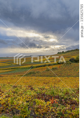 Golden vineyard rows covering rolling hills in Champagne, France 135825785