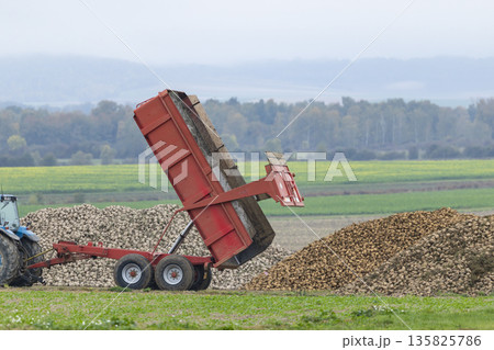 Tractor trailer unloading sugar beets after harvest in France Tractor trailer unloading sugar beets after harvest in France 135825786