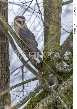 Barn owl perched on tree branch in winter 135825803