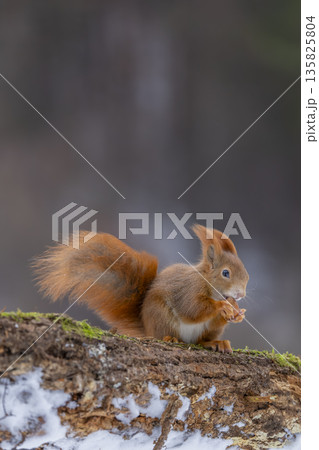 Red squirrel eating nut on snowy log in Slovakia 135825804