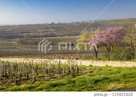 Saone et Loire vineyard in early spring blooming trees 135825828