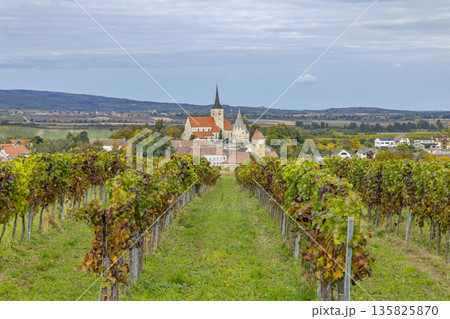 Vineyard rows leading to church in Pulkau, Lower Austria 135825870