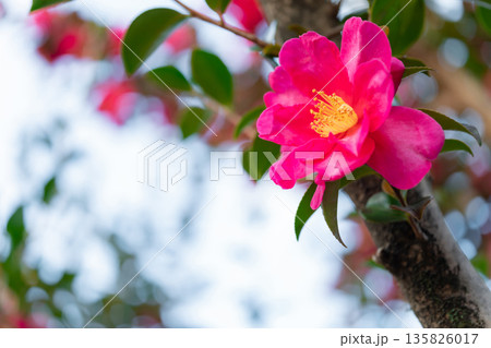 サザンカ・冬の訪れ イメージ 135826017