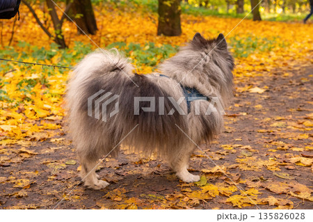 wolf spitz dog on a sunny autumn day surrounded by colorful yellow and orange leaves in a park. gray German Wolfspitz, side view 135826028