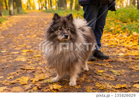 wolf spitz dog enjoying a walk on a sunny autumn day surrounded by colorful yellow and orange leaves in a park. gray German Wolfspitz 135826029