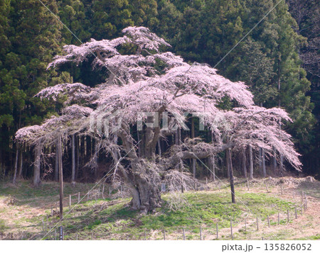 福島県平田村 岩倉桜 福島県平田村 岩倉桜 135826052