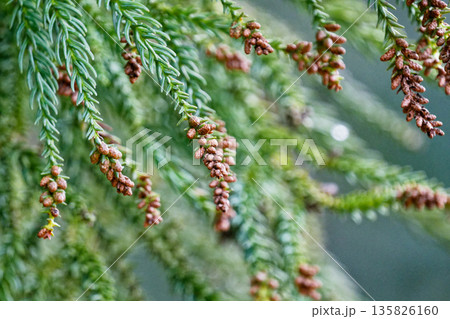 スギ花粉の飛散する季節 スギ花粉の飛散する季節 135826160