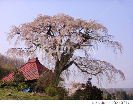 田村市　山田の天皇桜 135826717