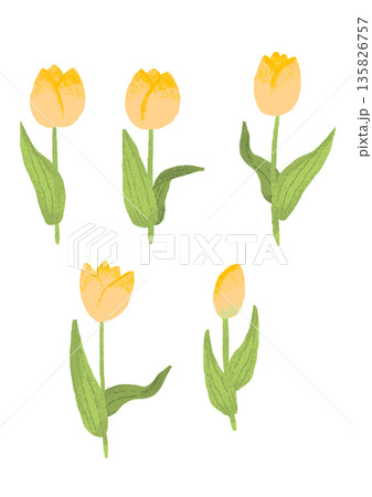 シンプルな黄色のチューリップのイラスト 135826757
