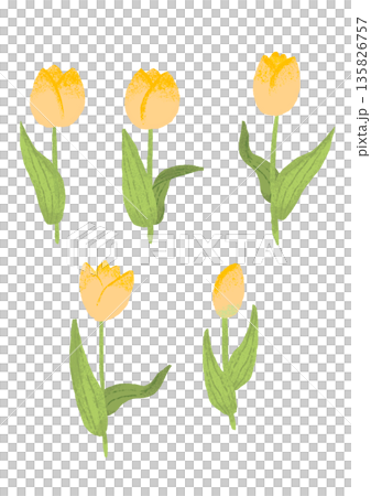 シンプルな黄色のチューリップのイラスト 135826757