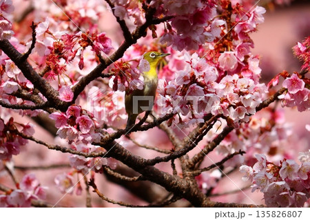 熱海桜とメジロ 熱海桜とメジロ 135826807